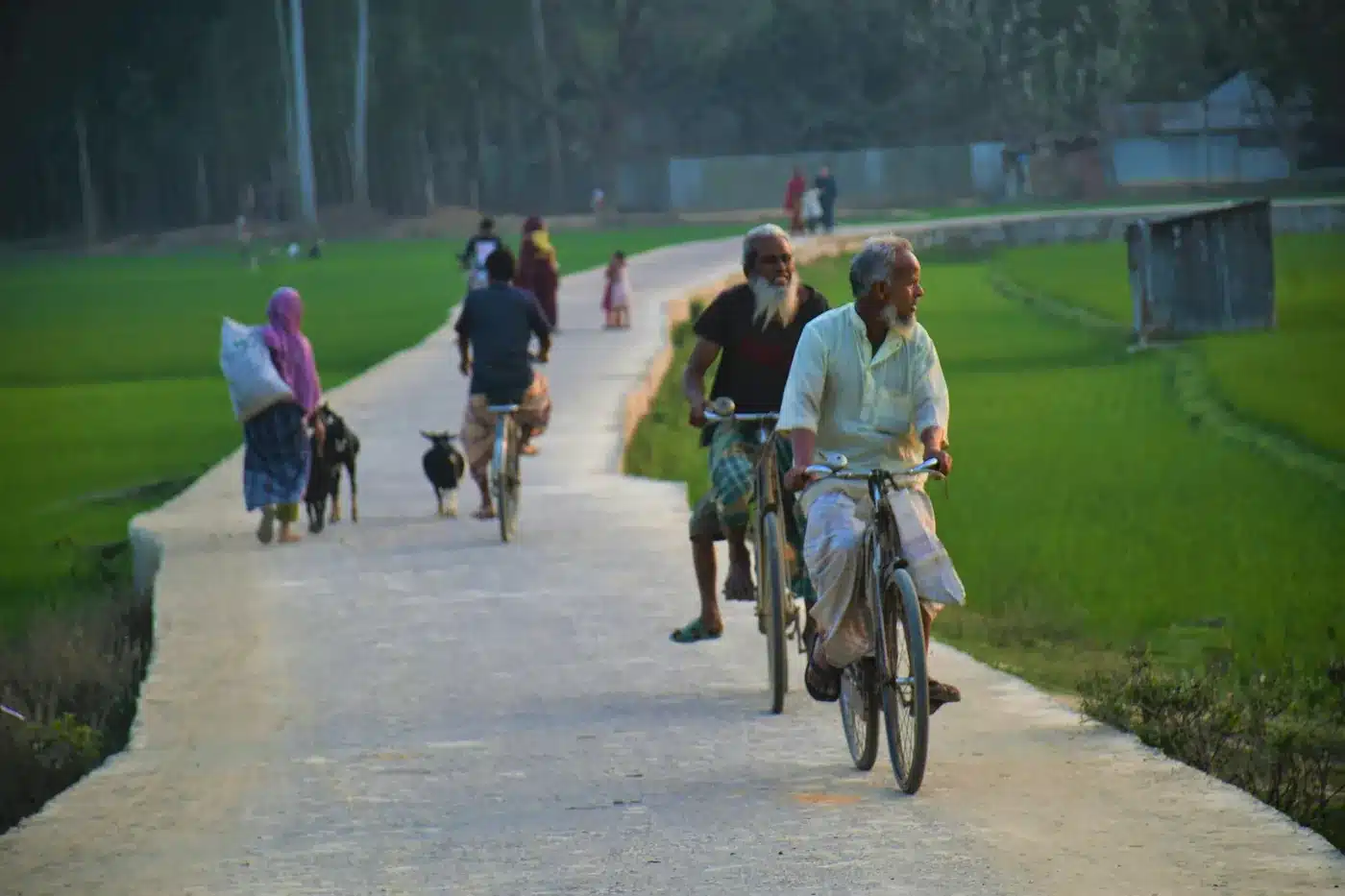 People cycling and walking along a rural road between rice fields in Rangpur, Bangladesh